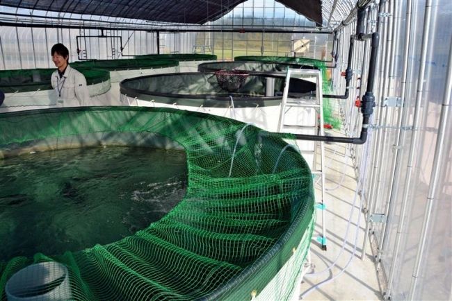 【写真】チョウザメ増産へ新水槽８基　鹿追 