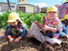 サツマイモの収穫を体験した池田カトリック幼稚園の園児たち