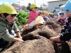 サツマイモの収穫を体験した池田カトリック幼稚園の園児たち