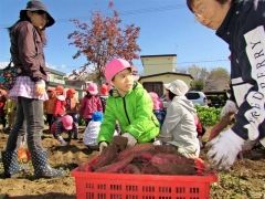 サツマイモを収穫する園児