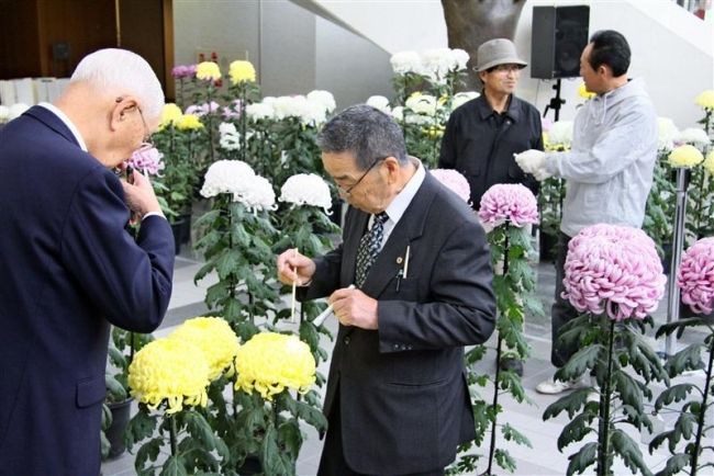 【写真】菊花展審査会始まる おびひろ菊まつり