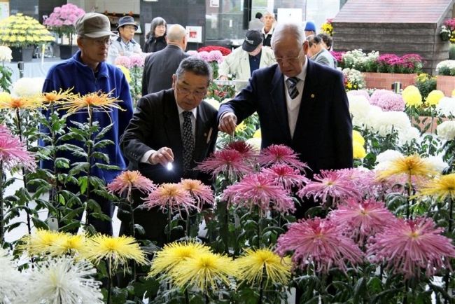 【写真】菊花展審査会始まる おびひろ菊まつり