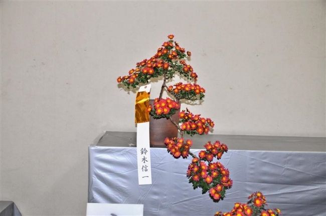 【写真】内閣総理大臣賞に鈴木信一さん　おびひろ菊まつり菊花展