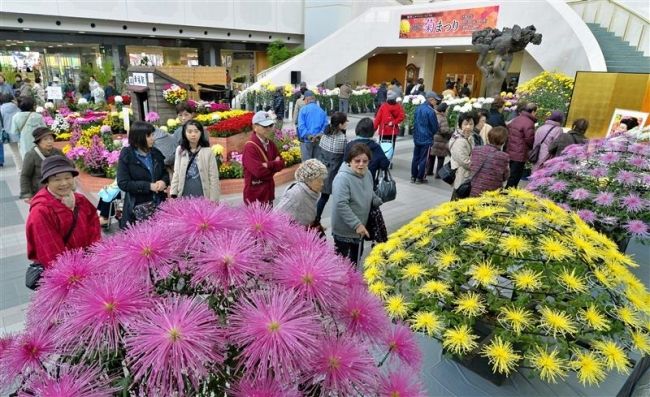 【写真】おびひろ菊まつり開幕 初日からにぎわう 新会場も好評