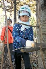 トドマツの枝切りをする親子