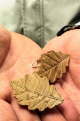 町木カシワのバッジを来庁者に　「子育て」芽室ＰＲ 3