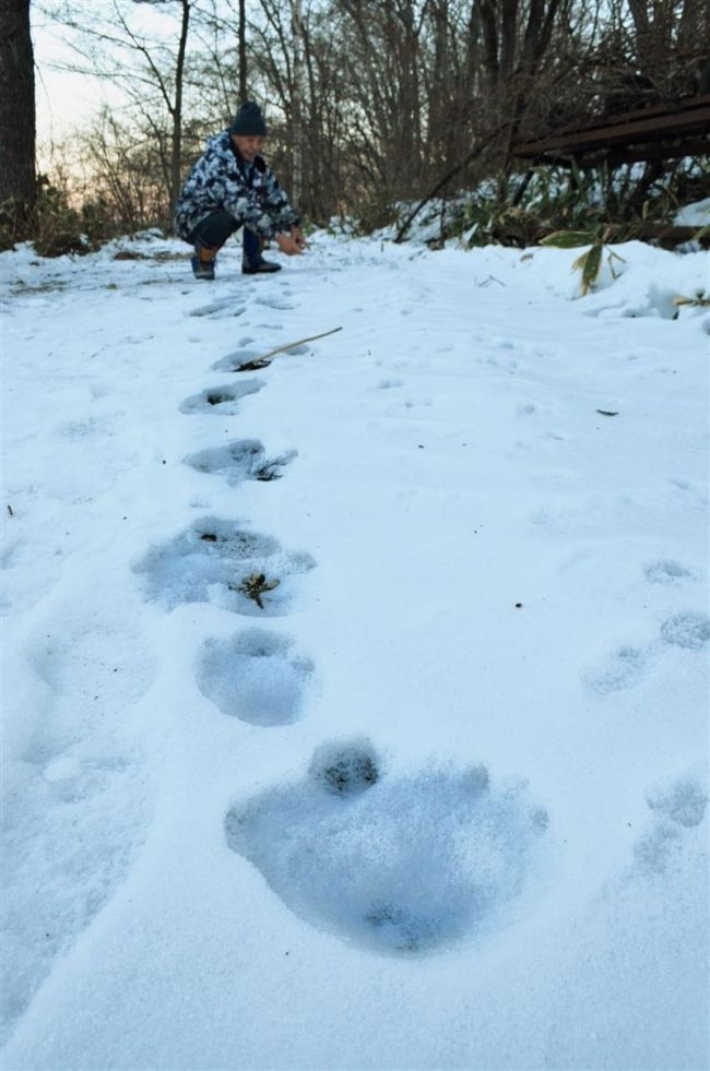 【写真】真冬にクマの足跡発見　幕別新川