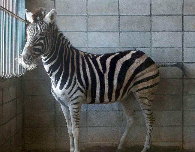 ようこそ冬の動物園（１１）「シマウマ」