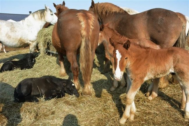 十勝牧場で子馬の出産ピーク