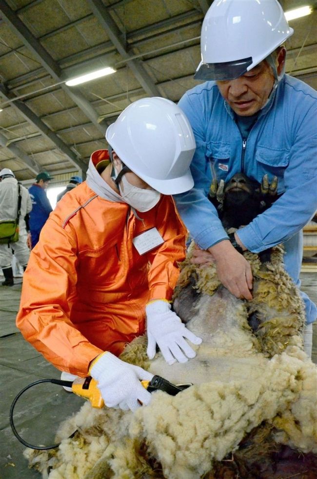 【写真】畜大生が羊の毛刈り実習