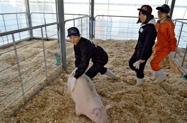 【写真】ゴシップ「帯畜大１年生、命の大切さ実感へ豚飼育」