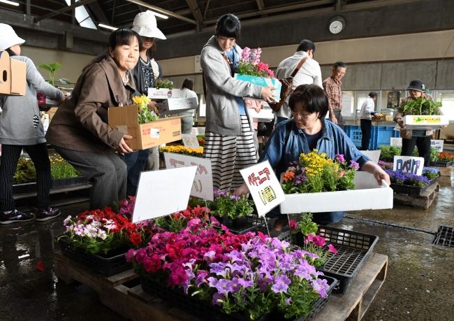 【写真】安くて良質花苗品定め 卸売市場で園芸市
