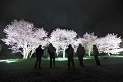 １日限りのライトアップ　陸別・上斗満の桜満開 3