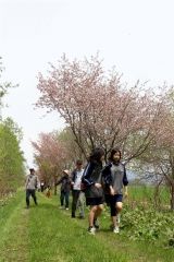 桜並木の下を散歩する参加者