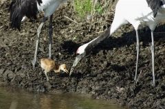 浦幌で子育て中のタンチョウの親子