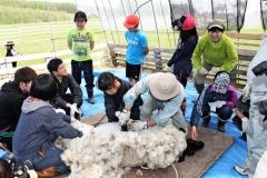 バリカンで羊の毛刈りに挑戦する児童