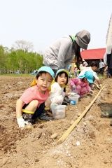 イモを植える子どもたち