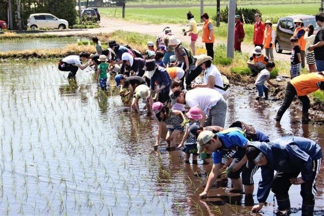 【写真】晴天の下、親子で田植え　「十勝晴れ」原料米