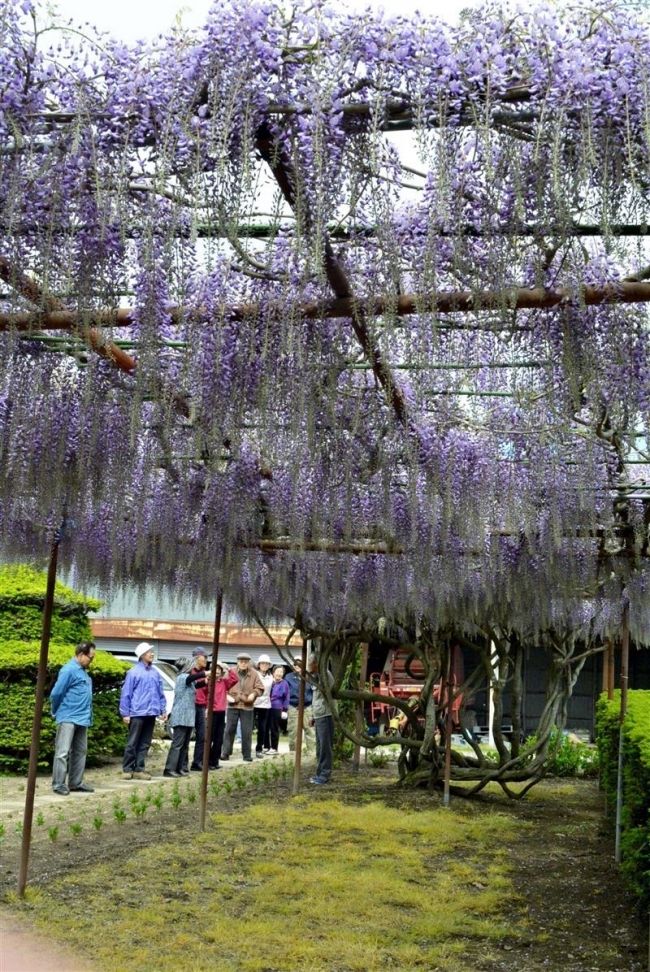 フジの花見頃　浦幌