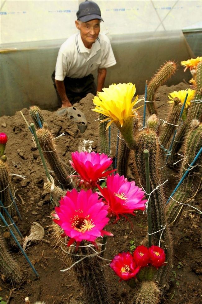 サボテンの花見頃　芽室・松久園