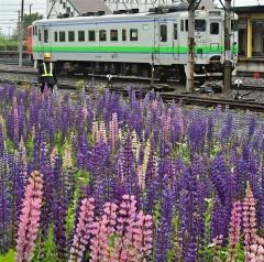 線路脇で紫やピンクの美しい花を咲かせるルピナス（１３日・塩原真撮影）