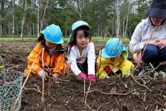 園児が楽しくイモ掘り　大樹 3