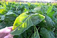 十勝冷え込む 8地点で氷点下記録