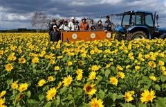 農機からヒマワリ鑑賞　音更・メロディーライン