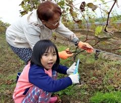 「山幸」を収穫する参加者