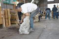 羊の毛刈り 腕前競う 安西さん初優勝 池田で全国大会