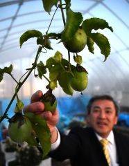 南国フルーツすくすく　士幌・プラザ緑風