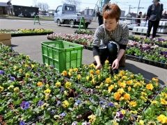 色とりどりの花を選ぶ来場者