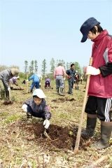 マチをコスモスでいっぱいに　大樹 4