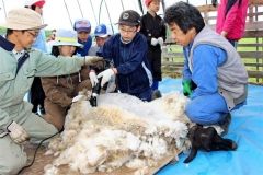 緊張した面持ちで羊の毛刈りに挑戦する児童