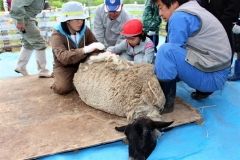 緊張した面持ちで羊の毛刈りに挑戦する児童