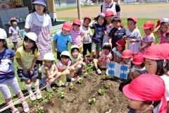 園児が花植え　人権の花　芽室 2