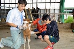 子どもたちが馬と触れ合う　陸別　１５年続く事業 8