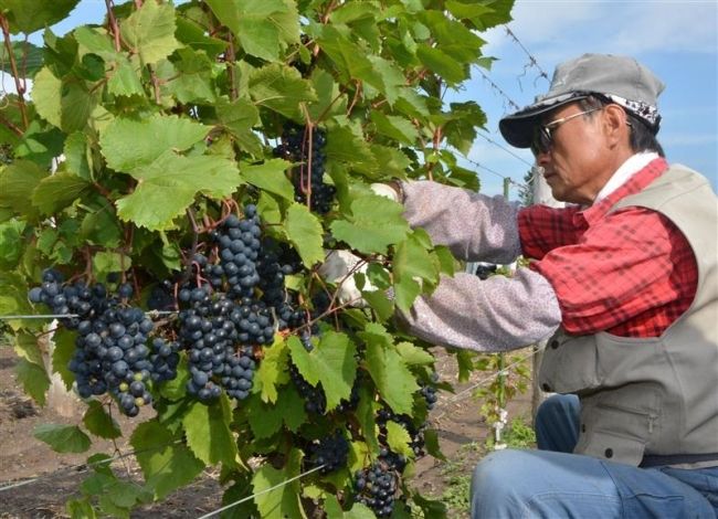 池田町ワイン用ブドウ収穫開始　出来上々