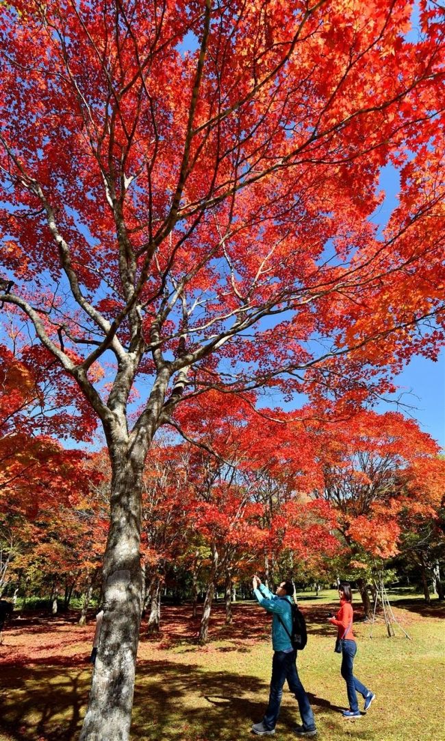 真っ赤なじゅうたん広がる 鹿追町の福原山荘で紅葉ピーク