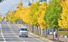 鮮やかに色づく緑陽通のイチョウ並木（新井拓海撮影）