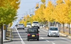 鮮やかに色づく緑陽通のイチョウ並木（新井拓海撮影）