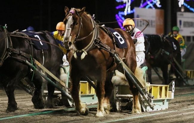 オレワチャンピオン制す　ばんえいヤングチャンピオン