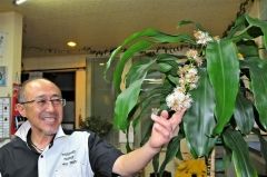 幸福の木が２３年ぶりに開花　芽室の理容店