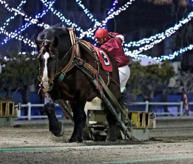 【写真】鈴木邦哉調教師が通算1500勝を達成 ばんえい競馬