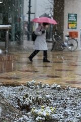 雪、福寿草覆う　管内多いところで１０～２０センチ予報