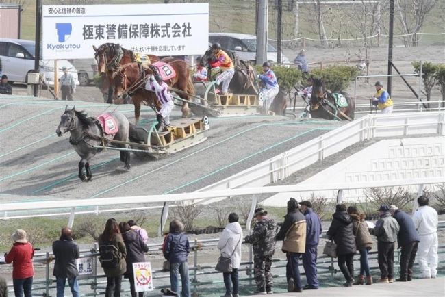 【写真】若馬１９３頭が挑戦　ばんえい第１回能力検査
