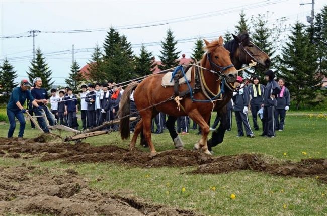 【写真】北広島の中学生が馬耕体験　大平原交流センター