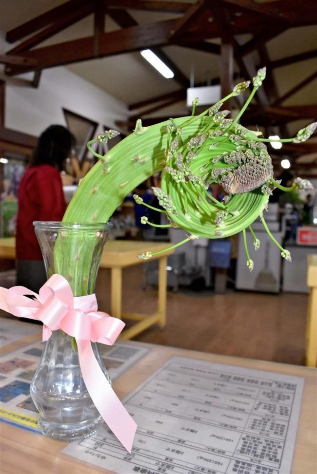 愛菜屋に変形アスパラ　誰が置いたか謎　芽室