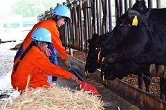 肉牛に配合飼料を与える鳥海さん（手前）と管原さん