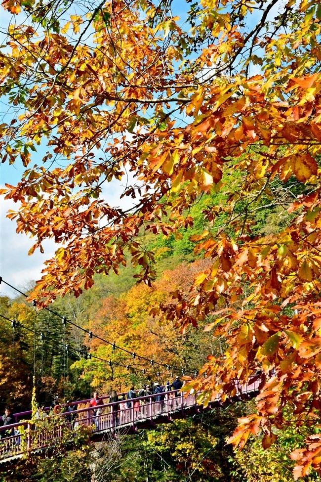 【写真】岩内仙峡で「もみじまつり」 紅葉と食を満喫